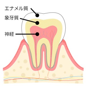 01健康な歯