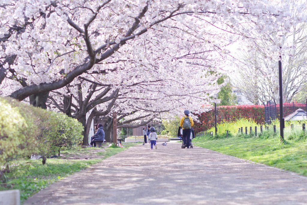 井草森公園 桜