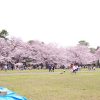 東京都 小金井公園 桜
