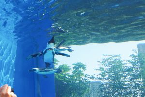 サンシャイン水族館 リニューアル 空飛ぶペンギン