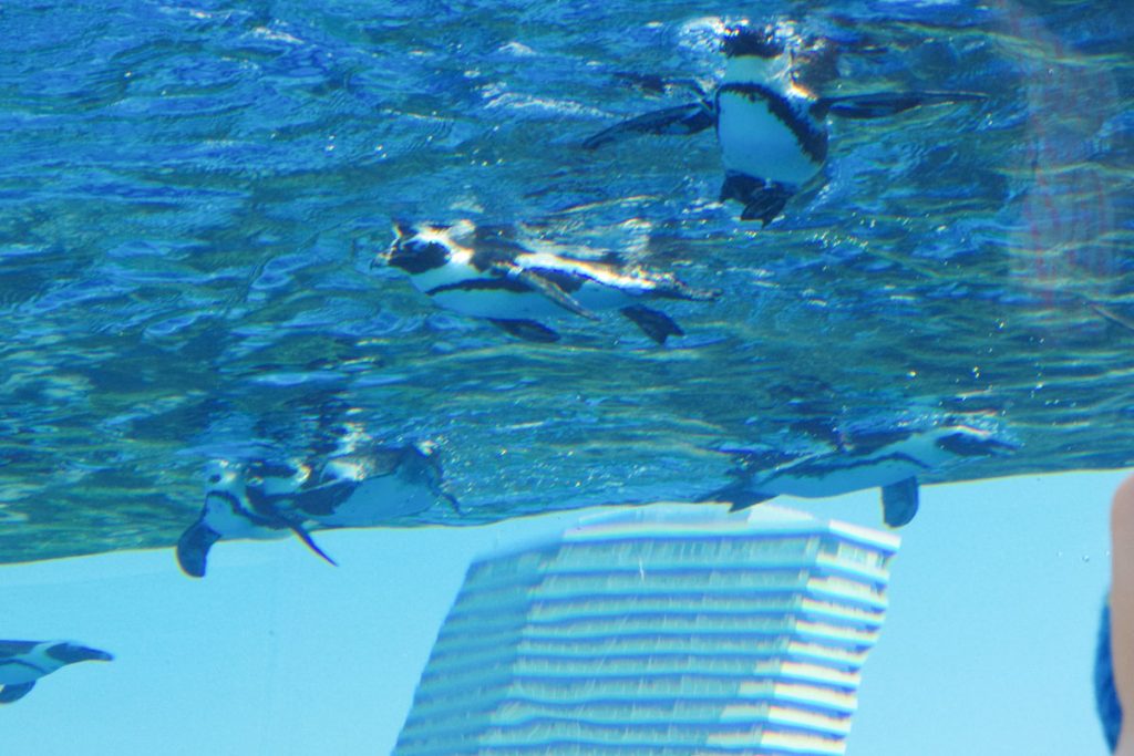 泳ぐペンギンを下から眺める
