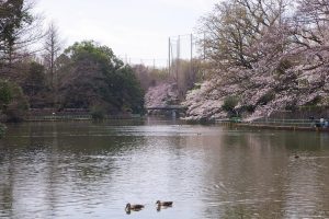 武蔵関公園 桜 花見 2018 
