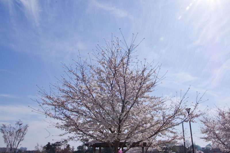 東伏見公園 桜 花見 2018