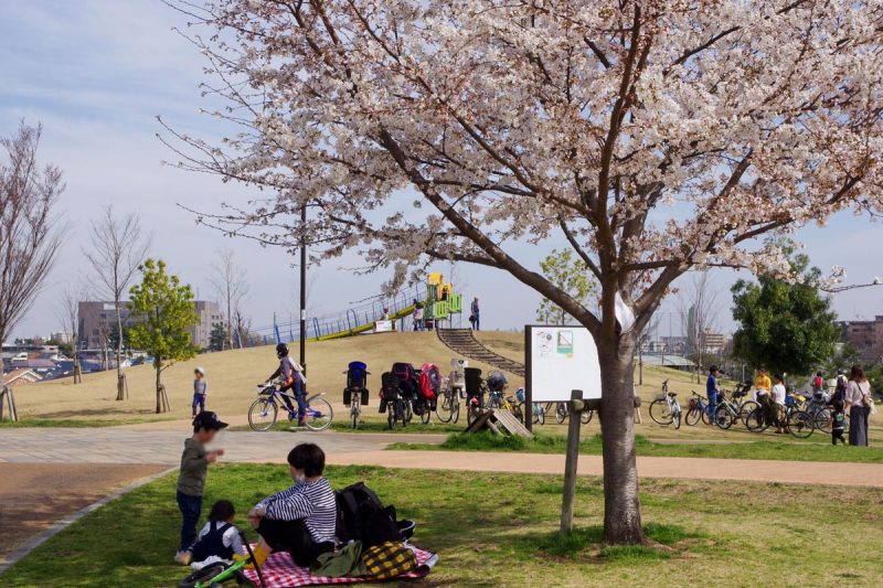 東伏見公園 桜 花見 2018