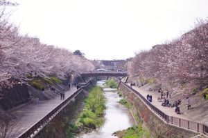 石神井川 花見 桜