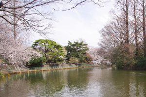 武蔵関公園 桜 花見 2018