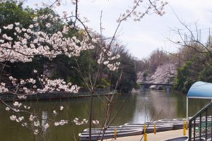 武蔵関公園 桜 花見 2018